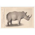Northern White Rhinoceros Rhino British Museum ...