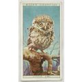 1925 Life in The Tree Tops No. 33 Little Owl