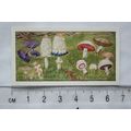 1962 Typhoo Do You Know No. 10 Mushrooms from T...