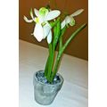 New Paralan Artificial Snowden Flower Pot