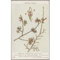 Smooth-Leaved Elm, Ulmus Nitens, c.1910s - Brit...