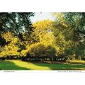 Autumn Trees Glow Wormley Village Herts Hertfor...