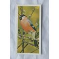1976 Craven Black Cat British Birds card No. 28...