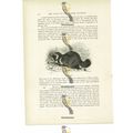 Raccoon Dog, Animal Book Illustration (Print), ...