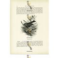 Red Beaked Hill Tit, Animal Book Illustration (...