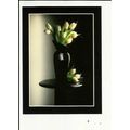 WHITE TULIPS (Brian Seaward) Athena Postcard (6...