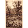 R092115 Epping Forest. Autumn Leaves. Photochro...