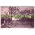 TREES IN BLOSSOM, ENGLAND, c1908, Postcard
