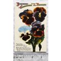 vintage postcard Birthday Greetings Brother