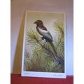 MAGPIE by D. M. Henry unused vintage postcard b...