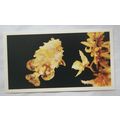 1988 Players Doncella The Living Ocean No. 17 T...