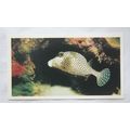 1988 Players Doncella The Living Ocean No. 19 S...