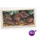 1962 Brooke Bond Tea card Asian Wild Life No.1 ...