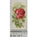 1912 Wills Roses No. 30 Ulrich Brunner