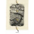 Great Water Newts, Book Illustration (Print), 1884
