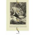 Surinam Toad, (Pipa americana), Book Illustrati...