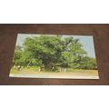 1980s ETW Dennis Postcard -Major Oak, Sherwood ...