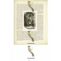 Cafuzo Girl, Amazon Forest, Brazil, Book Illust...