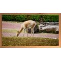 Vicuña Grazing in a Natural Habitat A5 Pine