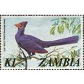 ZAMBIA, BIRD, Ross's Turaco, Musophaga rossae, ...