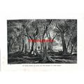 Olive Grove, Lake Garda, Italy, Book Illustrati...