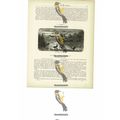 Denizens OF The Swamp, Florida, USA, Book Illus...
