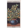 Wills Flower Culture In Pots Card No. 36 Orange