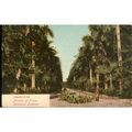 Antique India PC 1905 - Calcutta - Avenue Of Pa...