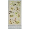 Coloured illustration: song birds