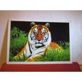 A GORGEOUS TIGER, KERALA, INDIA large used post...