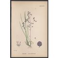 COMMON QUAKING-GRASS 1872 John Edward Sowerby P...