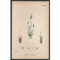 EARLY HAIR-GRASS 1872 John Edward Sowerby PLANT...