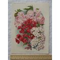 1939 Amateur Gardening illustration - Beautiful...