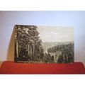 PINE WOODS, HOLMBURY ST. MARY, Surrey. used vintage postcard by H T Bullen =