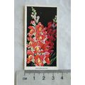 1936 Carreras Flowers No. 39 Antirrhinums