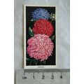 1936 Carreras Flowers No. 36 Asters