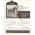 coleal arabian horse farm 1972 alturus angeliqu...