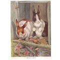 BELGIAN RABBITS illustration by Albert Kaye 285...