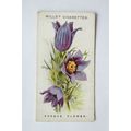 1913 Wills, Alpine Flowers No. 41 Pasque Flower