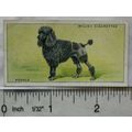 1937 Wills Dogs No. 23 Poodle