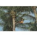 Palm Wine Gathering Tree Climbing African Postcard