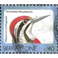 SIERRA LEONE, BIRD, Fire-bellied Woodpecker, bl...