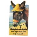DONKEY novelty used postcard Cornwall wish you ...