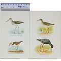 Coloured illustration: Greenshank, Kentish Plov...