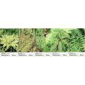 Fern Of Malaysia 2010 Flower Plant Flora (stamp...