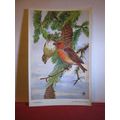CROSSBILL by Winifred Austen unused postcard by...