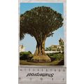 1970s postcard Tenerife, Thousand Year Old Tree...