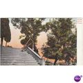 Quercia Del Tasso Roma Italy Postcard (F3694)