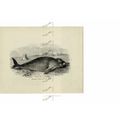 Dugongs, French Polynesia, Book Illustration (P...