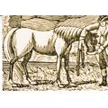 Cruelty to Horses RSPCA AdvertisingPostcard unu...